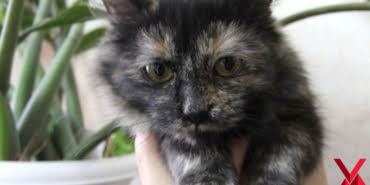 torbaci-kedi