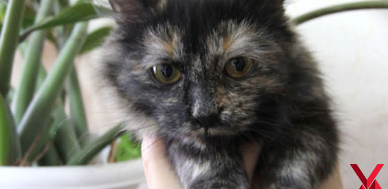 torbaci-kedi