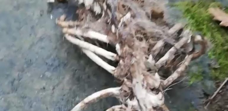 Trabzon’da esrarengiz iskelet