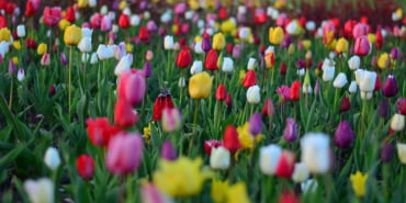 tulips-2402835_960_720