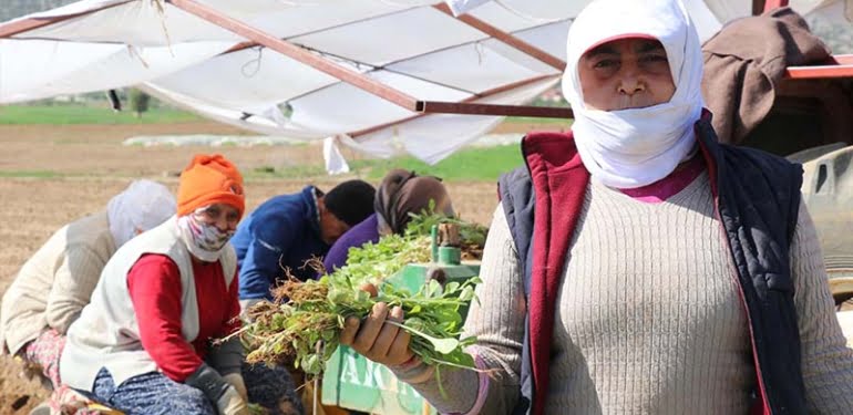 Türkiye’nin tütün ambarında mesai başladı
