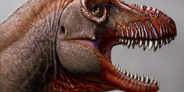 tyrannosaur