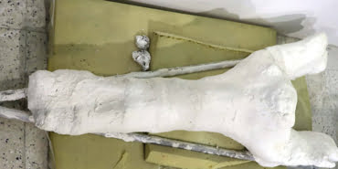 veterinerin-buldugu-75-milyon-yillik-fosil-file-ait-cikti_3760_dhaphoto3
