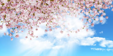 white-pink-flowers_1048-4915