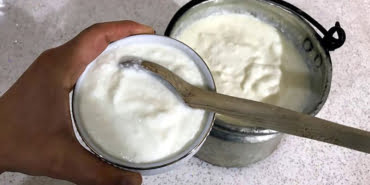 yogurt