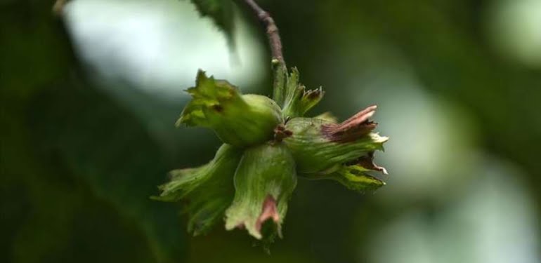 zirai-dona-karsi-dikkat