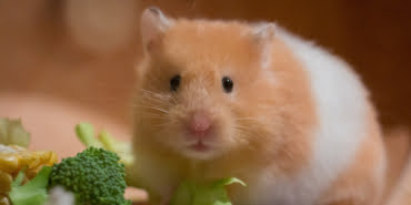 hamster