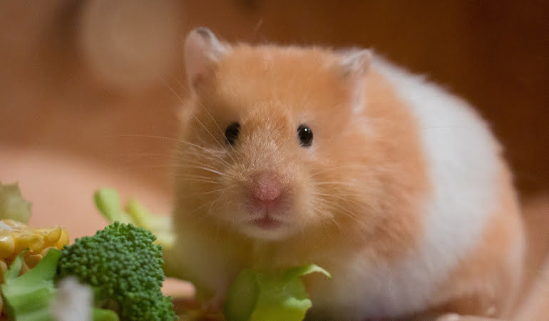 Hamsterlardan insanlara koronavirüs bulaştı