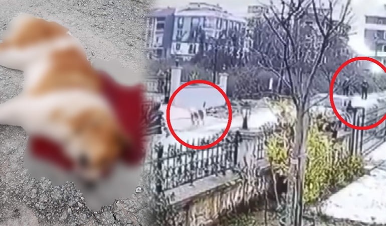 Köpeği ateş ederek öldürdü! Savcılık o polis için harekete geçti