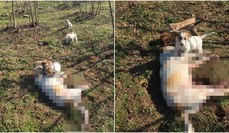 Yavru köpekler, tüfekle öldürülen annelerinin başından ayrılmadı