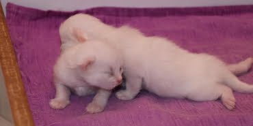 KEDİ