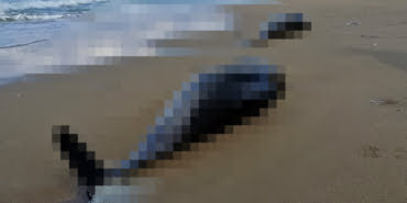 balina