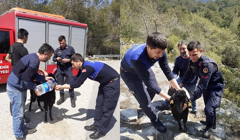 Çukurda mahsur kalan keçi kurtarıldı
