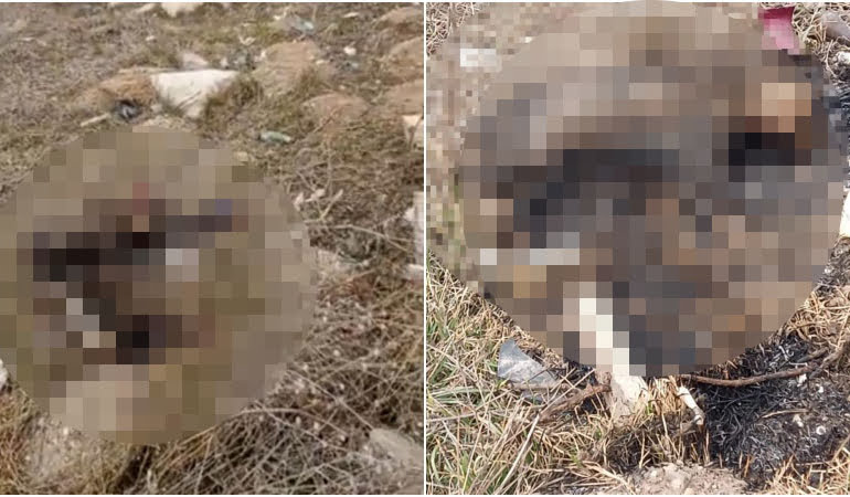 Korkunç olay… Bir kedi yakılarak öldürüldü