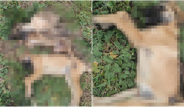 5 köpeğin şüpheli ölümüne soruşturma