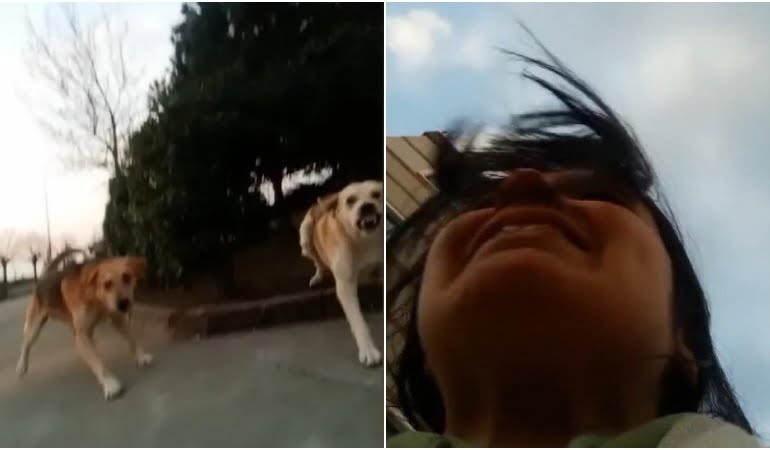 Üniversite kampüsünde başıboş köpek dehşeti!