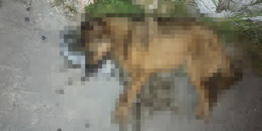 kopek