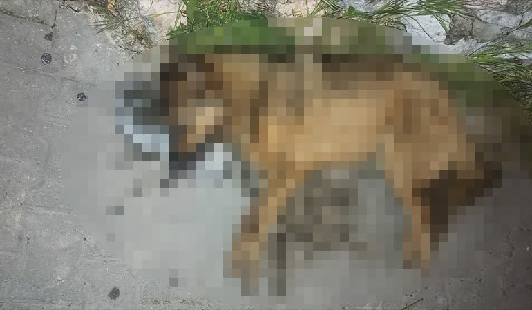 Bodrum’da vahşet! 2 köpek ve 7 kedi öldürüldü