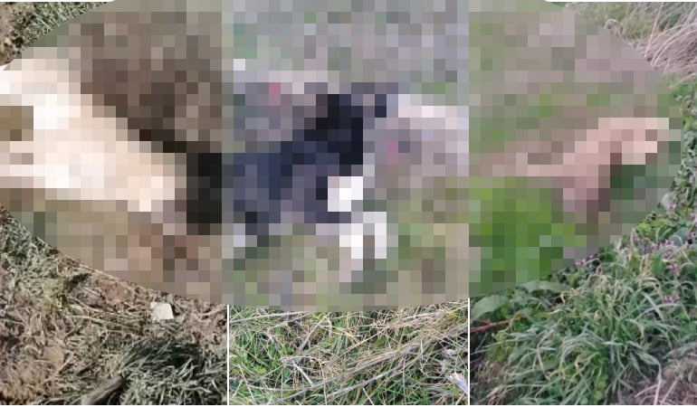 Bursa’da vahşet! 30 köpeği zehirleyerek öldürdüler