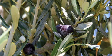 zeytin