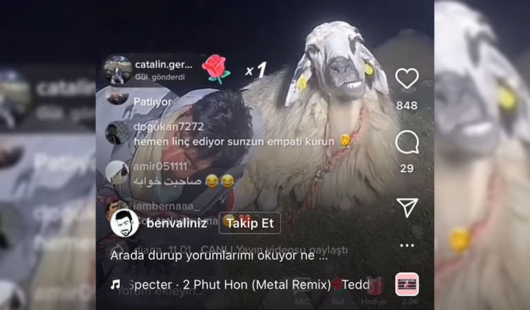 Çoban canlı yayında uyudu: Tiktok’taki koyunu 12 bin kişi izledi