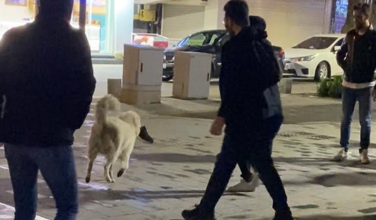 Ayakkabıyı kapıp kaçan köpek gülümsetti