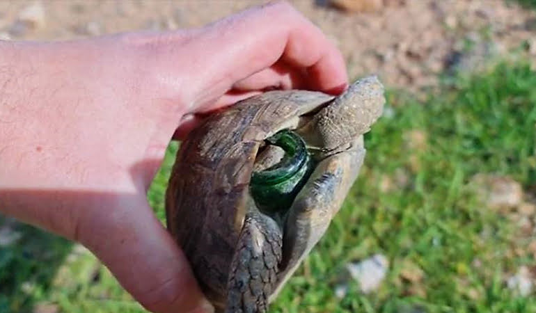 Kırık şişeye başı sıkışan kaplumbağa böyle kurtarıldı
