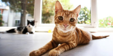 kedi