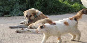 kedi-kopek