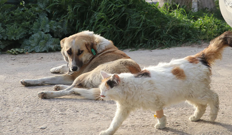 Denizli’de 20 kedi ve köpek ölü bulundu