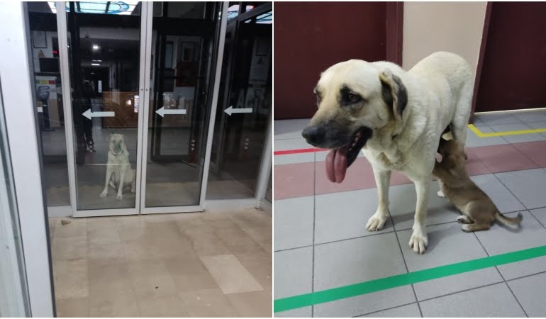 Kapısında beklediği klinikte hasta yavrusunu emzirdi