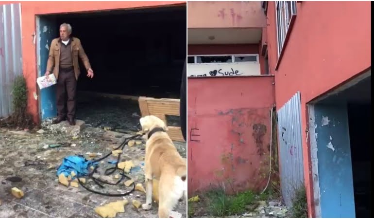 Eski otelin havuzu sokak hayvanlarına ölüm tuzağı oldu