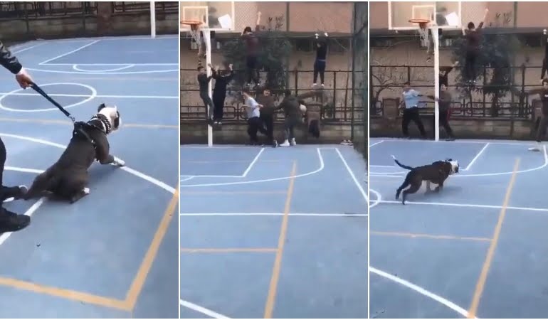 Basketbol oynayan çocukların üzerine pitbull saldı