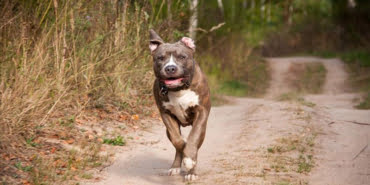 pitbull