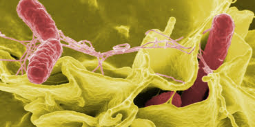 salmonella