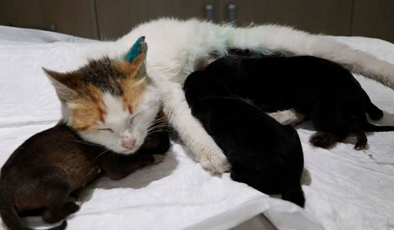 Yavrularını kaybeden kedi, yavru köpeklere sütanne oldu