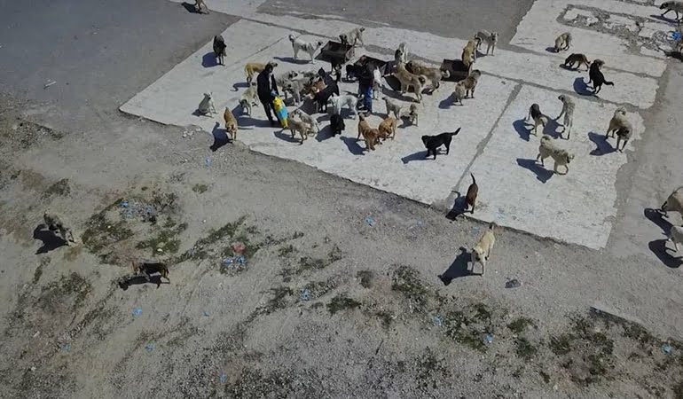 Sokak köpekleri, resmi plakalı kamyonla çöplüğe bırakıldı