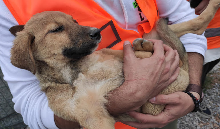 Ankara’da zehirlenen 9 yavru köpekten 2’si öldü