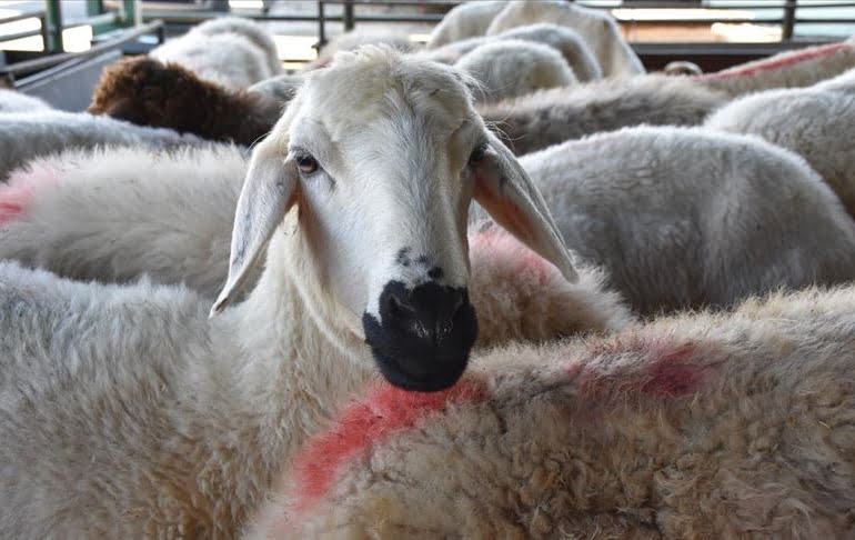Çiftçi de besici de dibe vurdu… Küçükbaşın başkentinde koyun bitiyor!