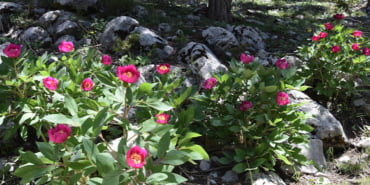sakayik