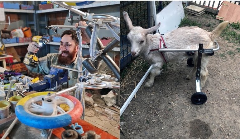 ‘Hayat tamircisi’ bu kez oğlak ‘Yıldız’ı yürüttü