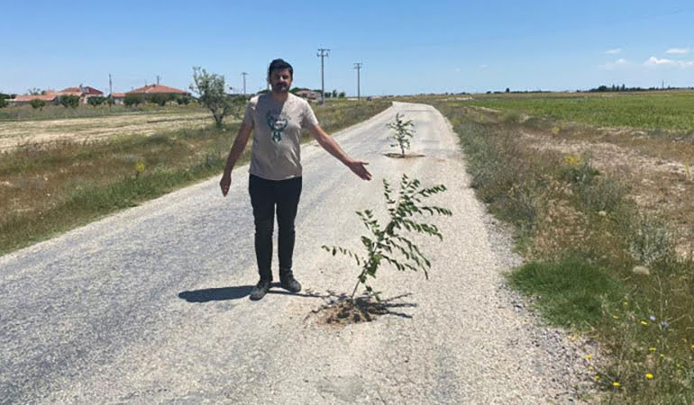 Bozuk yollara tepki: Yoldaki çatlaklara ağaç diktiler