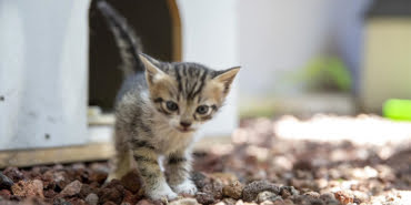 kedi