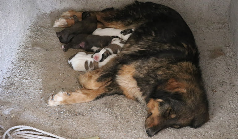 Köpek ve yavruları için inşaatı durdurdu