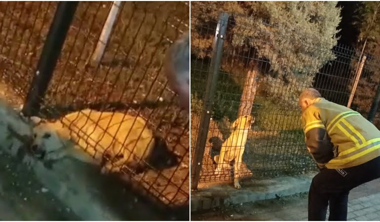 Parkın koruma tellerine sıkışan köpek böyle kurtarıldı