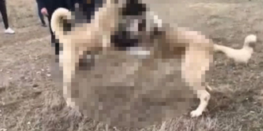 kopek