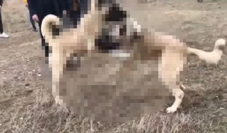 Köpekleri dövüştürüp sosyal medyada yorumladılar!