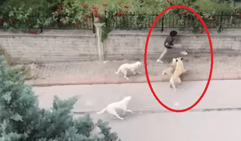 Sokak köpeklerinin ortaokul öğrencisine saldırdığı anlar kamerada
