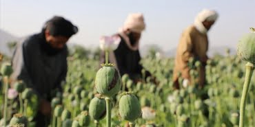 taliban-haşhaş