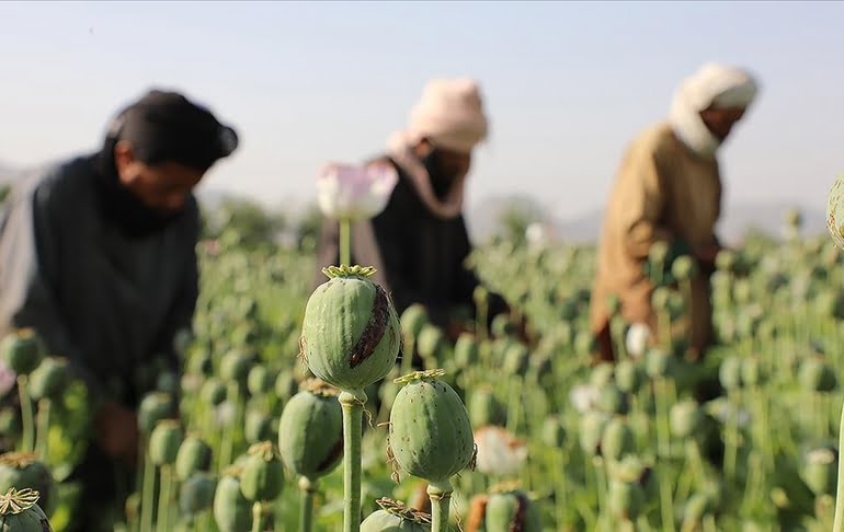 Taliban’dan ‘haşhaş tarlaları’ açıklaması